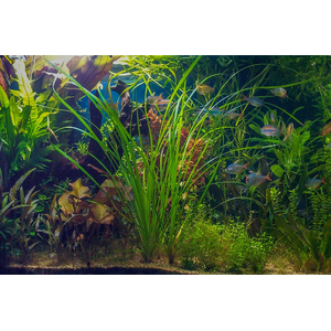 ЦИПЕРУС ХЕЛФЕРА - Cyperus helferi