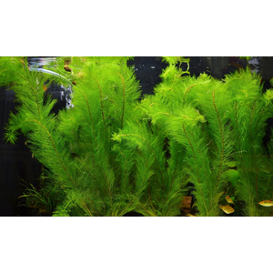 Перистолистник скабратум зеленый (Myriophyllum scabratum)