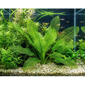 Апоногетон мадагаскарский (Aponogeton madagascariensis)