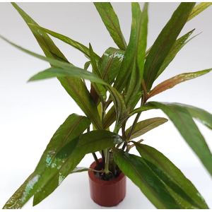 ЛИМОННИК ИВОЛИСТНЫЙ КРАСНЫЙ - Hygrophila salicifolia