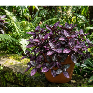 ХЕМИГРАФИС ШИРОКОЛИСТНЫЙ