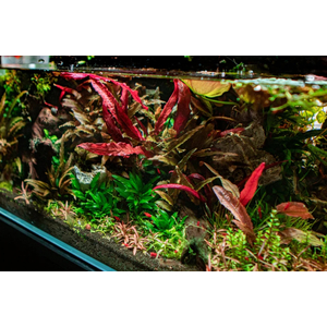 БАРКЛАЙЯ (КЛУБЕНЬ) ДЛИННОЛИСТНАЯ КРАСНАЯ - Barclaya longifolia 'Red' bulb