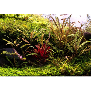 Гигрофила пиннатифида (Hygrophila pinnatifida)