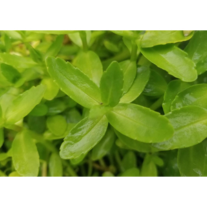 БАКОПА МАДАГАСКАРСКАЯ - Bacopa madagascariensis