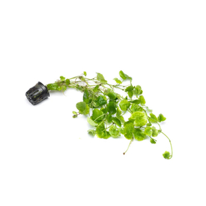 ГИДРОКОТИЛА БЕЛОГОЛОВАЯ - Hydrocotyle leucocephala