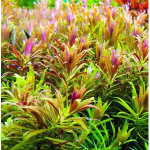 ЛИМНОФИЛА АРОМАТИКА - Limnophila aromatica