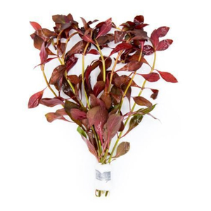 ЛЮДВИГИЯ ПЕРУАНСКАЯ (ДАЙМОНД) - Ludwigia peruensis diamond