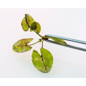 Нимфея микранта - Nymphaea micrantha