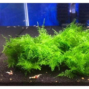 МОХ ГИГАНТ ЮЖНОЙ АМЕРИКИ на плитке - Moss sp. Giant South America