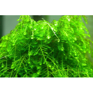 МОХ ВИПИНГ, плакучий - Vesicularia ferriei, Weeping Moss