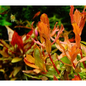 АММАНИЯ СУЛАВЕСИ - Ammania sp. Sulawesi