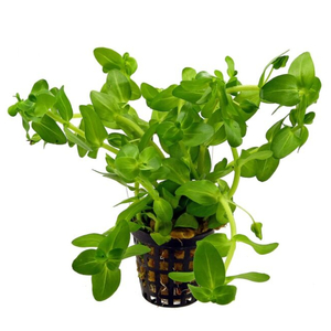 БАКОПА КАРОЛИНСКАЯ - Bacopa caroliniana