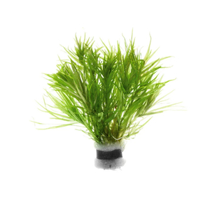 БЛИКСА ЯПОНСКАЯ - Blyxa japonica  БЛИКСА ЯПОНСКАЯ - Blyxa japonica