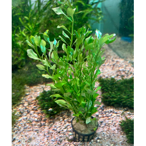 Людвигия зеленая (Ludwigia palustris «Green»)