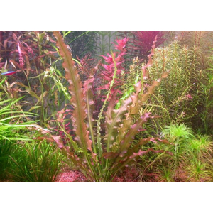 АПОНОГЕТОН КУРЧАВЫЙ - Aponogeton crispusАПОНОГЕТОН КУРЧАВЫЙ - Aponogeton crispus