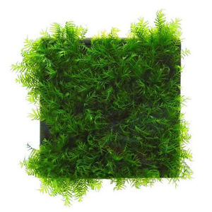 Мох Феникс (Fissidens fontanus)