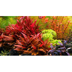 АЛЬТЕРНАНТЕРА РЕЙНЕКА - Alternanthera reineckii