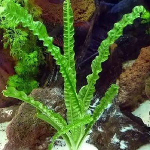 КРИНУМ ВОДНЫЙ - Crinum aquatica