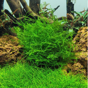 МОХ СТРИНГ - Leptodictyum riparium Stringy