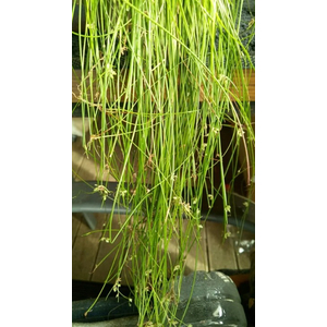 ЭЛЕОХАРИС ЖИВОРОДЯЩИЙ - Eleocharis vivipara