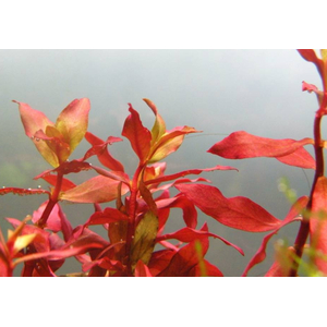 НИЗЕЯ КРАСНАЯ - Nesaea praetermissaНИЗЕЯ КРАСНАЯ - Nesaea praetermissa