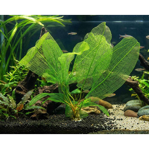 Апоногетон мадагаскарский (Aponogeton madagascariensis)