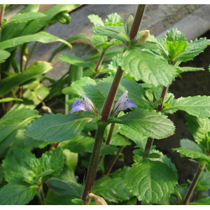 Гигрофила синема (Hygrophila difformis)