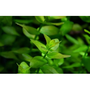 БАКОПА КАРОЛИНСКАЯ - Bacopa caroliniana