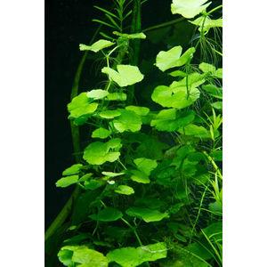 ГИДРОКОТИЛА БЕЛОГОЛОВАЯ - Hydrocotyle leucocephala