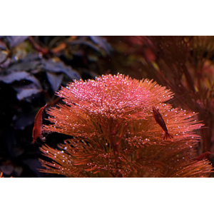 Кабомба водная красная (Cabomba furcata)