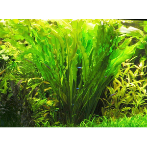 АПОНОГЕТОН КУРЧАВЫЙ - Aponogeton crispusАПОНОГЕТОН КУРЧАВЫЙ - Aponogeton crispus