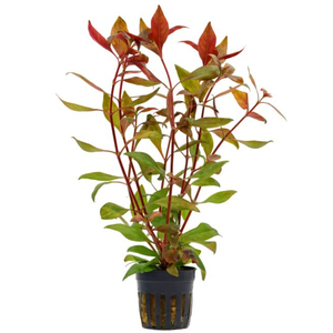 АЛЬТЕРНАНТЕРА РЕЙНЕКА - Alternanthera reineckii