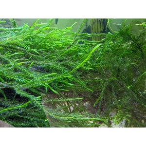 МОХ КЛЮЧЕВОЙ, ФОНТИНАЛИС - Fontinalis antipyretica