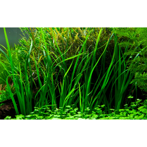 ЦИПЕРУС ХЕЛФЕРА - Cyperus helferi