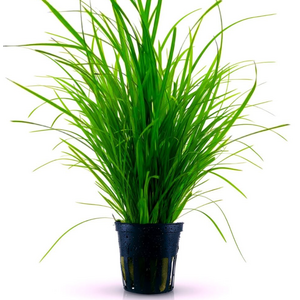 ЦИПЕРУС ХЕЛФЕРА - Cyperus helferi