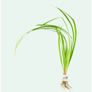 ЦИПЕРУС ХЕЛФЕРА - Cyperus helferi 
ЦИПЕРУС ХЕЛФЕРА - Cyperus helferi