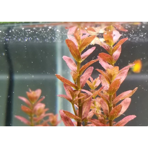 АММАНИЯ СУЛАВЕСИ - Ammania sp. Sulawesi