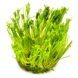 МОХ ТАЙВАНЬ - Taxiphyllum alternans