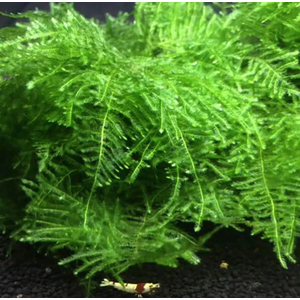 МОХ ГИГАНТ ЮЖНОЙ АМЕРИКИ на плитке - Moss sp. Giant South America