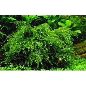 МОХ ВИПИНГ, плакучий - Vesicularia ferriei, Weeping Moss