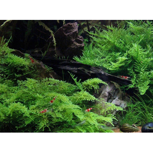 МОХ КРИСТМАС - Vesicularia montagnei