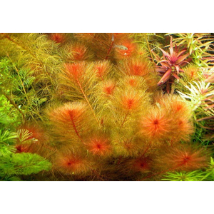 ПЕРИСТОЛИСТНИК КРАСНЫЙ  - Myriophyllum matogrossensis