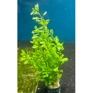 Людвигия зеленая (Ludwigia palustris «Green»)