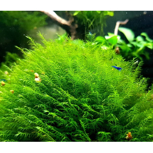 Мох Феникс (Fissidens fontanus)