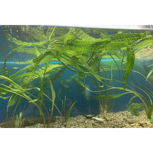 КРИПТОКОРИНА АПОНОГЕТОН 70 см - Cryptocoryne aponogetifolia