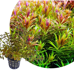 ЛИМНОФИЛА АРОМАТИКА - Limnophila aromatica