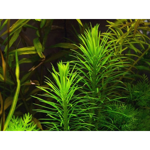 ПОГОСТЕМОН ЭРЕКТУС