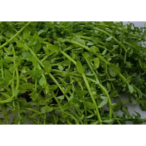 БАКОПА МАДАГАСКАРСКАЯ - Bacopa madagascariensis