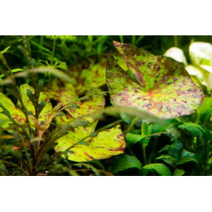 Нимфея микранта - Nymphaea micrantha