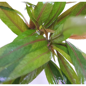 ЛИМОННИК ИВОЛИСТНЫЙ КРАСНЫЙ - Hygrophila salicifolia